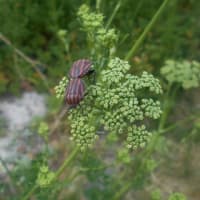 「これって、パセリか？こんな花が咲くんだ。アカスジカメムシが交尾しているぞ！」と気づいた植物がご近所に有りました