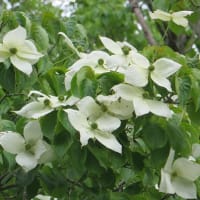 メモ帳1491ページ　国営昭和記念公園の花の丘