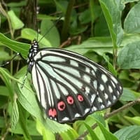 見慣れない蝶々がいました