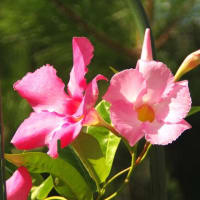 マンデビラの花