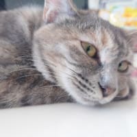チャビとおしるこ