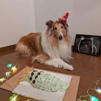 ジャズちゃんも3歳