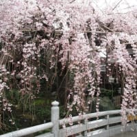 2019年の玉蔵院の桜
