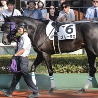 【ブルータス】目論見通り来週のレースでこのクラス突破を！