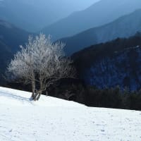 桜の季節ですね