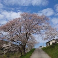 建部八幡堤の桜満開