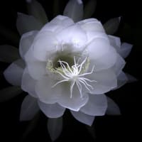 月下美人が咲きました