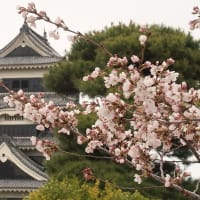 【京都幕間旅情】松本城-観桜,信州信濃の国は壮大城郭の背景に歴史あり-いまふたたび旅に出よう