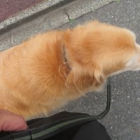 ７歳過ぎて脚側歩行が上手になったゴールデン