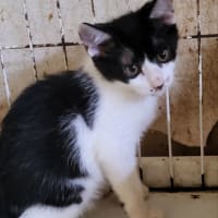 左目が見えていない白キジママちゃんの5つ子達
