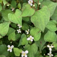 どくだみの花が群生しています