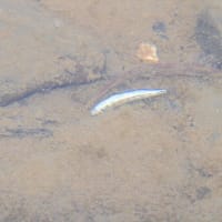 ウヨロ川にサケの稚魚