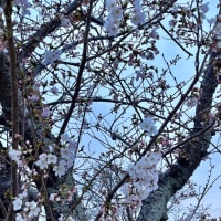 夜桜一輪からの〜桜 Cherry blossom⁉︎ いちばん乗り〜かなぁ？