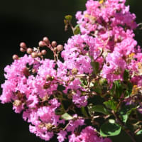 徳川園-なごりの夏の花-1