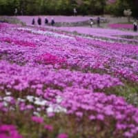 GW　花のじゅうたん
