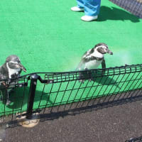 わかっているペンギン