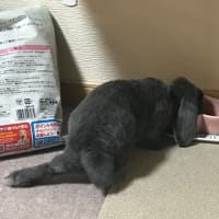 お預かりインコさん🦜はーちゃん編
