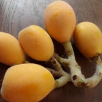 夏花壇にリメイク