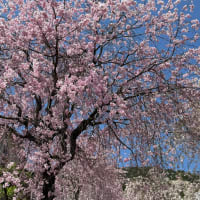 弓削禅寺の「シダレ桜」