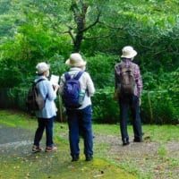 泉自然公園の山百合を見に行く。