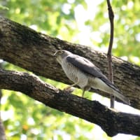 心に残る情景*「鳥景」見沼の小さな森、ツミの家族
