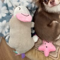 ねーたんからのプレゼント