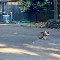 -カラダは今に触れる装置- 呼吸のヨガ 京都&新大阪&中津 7/7(月)、7/8(火)、7/9(水)、7/11(金)、