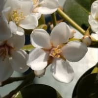 すだちの花と、お引っ越し準備