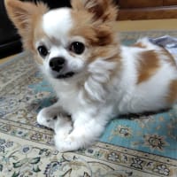 パンがいっぱい
