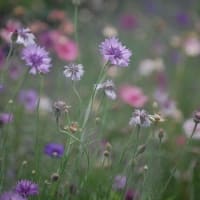 六月の花散歩