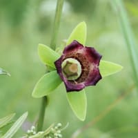 真夏の阿蘇で花散策！（ダイサギソウとムカゴトンボ、バアソブと！）