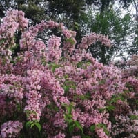 京都府立植物園　初夏の花々