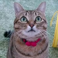 みゅーちゃんハウス　建てました！