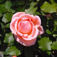 ２０２５・５・４　はまみらい咲きニュートンのリンゴの花咲く横浜市こども植物園