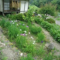 わが家の花菖蒲園
