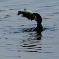 Miraculous Moment: A Cormorant Swallows a Black Bass at Lake Kawaguchi at Dawn