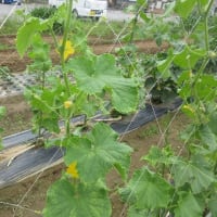 夏野菜出発