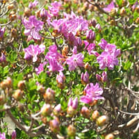 今年も阿蘇のミヤマキリシマの開花が始まりました。