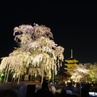  夜桜見物（京都）も楽しきかな！！