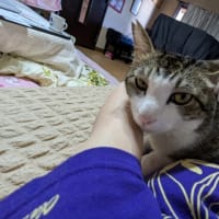 クリンへの想いは尽きなくて・・・296
