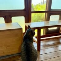 なつの　にゃんかふぇ。