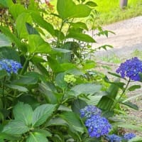 紫陽花