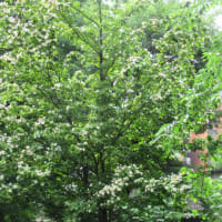 晩春の”季語” 花筏の 桜 (花) 筏 と 山野 の落葉低木 ハナイカダ の小話