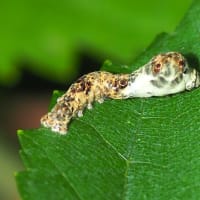 クワコの幼虫