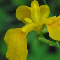 散歩道谷端川緑地　ビヨウヤナギの花　　　12