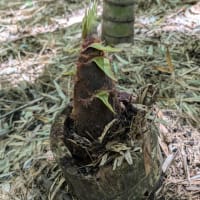 ５月1日　タケノコ