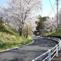 こちらも満開に！