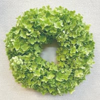アルピーノ村ギャラリー樟楠・銀花からのおたよりです2025.6.21