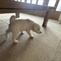 リビング解放