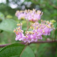 季節の花「小紫 （こむらさき）」